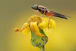 Dungwaffenfliege Sargus bipunctatus