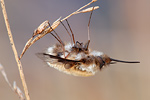 Großer Wollschweber Bombylius major