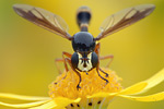 Dickkopffliege Physocephala rufipes