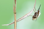 Großer Wollschweber Bombylius major