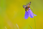 Breitflügelige Raupenfliege Ectophasia crassipennis