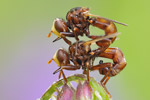 Breitstirnblasenkopffliege Sicus ferrugineus