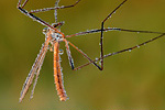 Schnake Tipula oleracea cf.