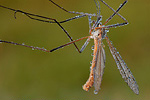 Schnake Tipula oleracea cf.