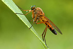 Schnepfenfliege Rhagio tringarius