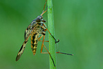 Schnepfenfliege Rhagio scolopaceus