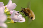 Großer Wollschweber Bombylius major