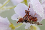 Breitstirnblasenkopffliege Sicus ferrugineus