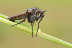 Tanzfliege Empis tessellata