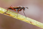 Hornfliege Sepedon sphegea