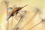 Großer Wollschweber Bombylius major