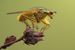 Gelbe Dungfliege Scatophaga stercoraria