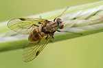 Schnepfenfliege Chrysopilus cristatus