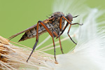 Tanzfliege Empis opaca