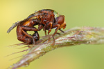 Breitstirnblasenkopffliege Sicus ferrugineus