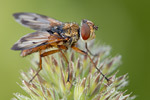 Breitflügelige Raupenfliege Ectophasia crassipennis