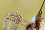 Großer Wollschweber Bombylius major