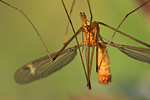 Schnake Tipula spec.