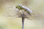 Zuckmücke Chironomidae spec.