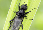 Märzfliege Bibio marci