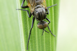 Tanzfliege Rhamphomyia cf sulcata