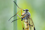 Schnepfenfliege Rhagio scolopaceus