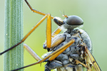 Schnepfenfliege Rhagio scolopaceus