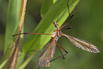 Schnake Tipula spec.