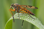 Schnepfenfliege Rhagio scolopaceus