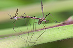 Schnake – Copula Tipula spec.