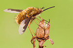 Großer Wollschweber Bombylius major