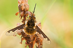 Großer Wollschweber Bombylius major