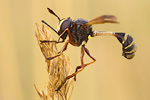 Dickkopffliege Physocephala rufipes