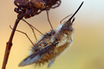 Großer Wollschweber Bombylius major