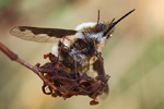 Großer Wollschweber Bombylius major