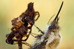 Großer Wollschweber Bombylius major