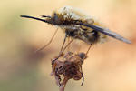 Großer Wollschweber Bombylius major