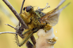 Gelbe Dungfliege Scathophaga stercoraria