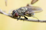 Schmeißfliege Pollenia spec