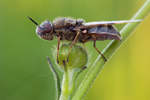 Silbrige Waffenfliege Odontomyia argentata