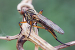 Rotbeinige Tanzfliege Empis variegata