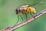 Echte Fliege Phaonia rufiventris