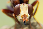 Breitstirnblasenkopffliege Sicus ferrugineus