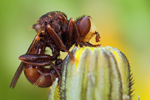 Breitstirnblasenkopffliege Sicus ferrugineus