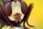 Breitstirnblasenkopffliege Sicus ferrugineus