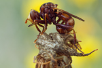 Breitstirnblasenkopffliege Sicus ferrugineus