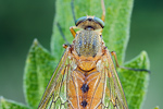 Schnepfenfliege Rhagio tringarius 