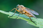 Schnepfenfliege Rhagio tringarius