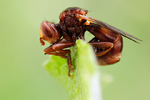 Breitstirnblasenkopffliege Sicus ferrugineus