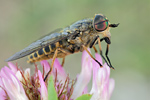 Gemeine Viehbremse Tabanus bromius